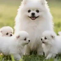 همه مدل رسید