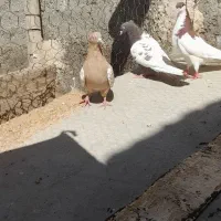 کفتر|پرنده|شیراز, شهرک بهار|دیوار