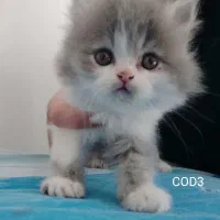 فروش گربه پرشین دال فیس