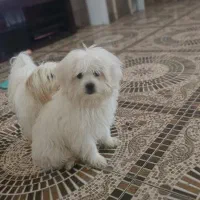 واگذاری دو عدد پاکوتاه