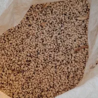 لوبیا چشم بلبلی|عمده‌فروشی|کارون, |دیوار