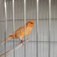 قناری نر رد فکتور|پرنده|شهریار, اسدآباد|دیوار