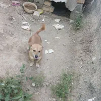 سگ پا کوتاه