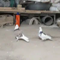 کبوتر نروماده|پرنده|سرپل ذهاب, |دیوار