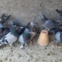 کبوتر اصفهانی تهرانی معاوضه با سربری