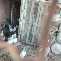 کود کفتر
