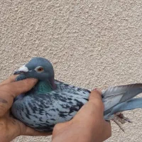 کفتر پلاکی ماده