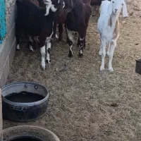 بزغاله چاق|حیوانات مزرعه|زهان, |دیوار