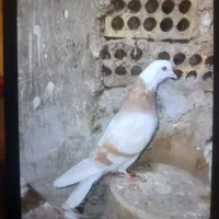 کفتر پرشی حسابی شازده سرور و شازده زرد|پرنده|قم, شاه سید علی|دیوار