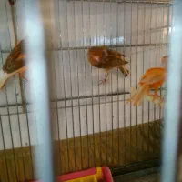 قناری|پرنده|شاهین‌شهر, اقبال لاهوری|دیوار