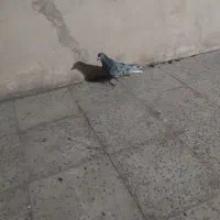 کفتر سرو نر با سفید ماده سه تا 600