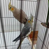 عروس هلندی|پرنده|قم, زاویه|دیوار