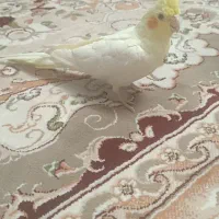 عروس هلندی|پرنده|قرچک, باقرآباد|دیوار