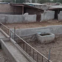 دامداری