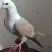 کبوتر|پرنده|مشهد, مهدی آباد|دیوار