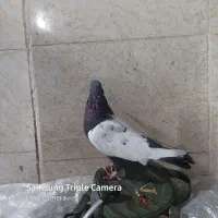 کبوتر|حیوانات|اهواز, کارون|دیوار