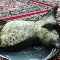 هیزه|صنایع دستی و سایر لوازم تزئینی|کوهدشت, |دیوار