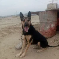 ژرمن ورک ماده