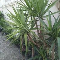 یوکا سرشاخه و بنسای