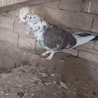 کفتر غریب رفته
