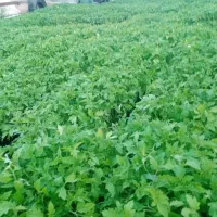 نشاء|گل و گیاه طبیعی|زنجان, |دیوار