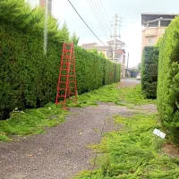 باغبانی و باغچه سازی