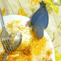 طوطی بریزیلی گم شده
