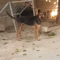 گرگی نر یکسال نگهبان