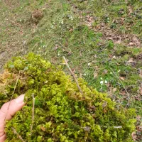 خزه جنگلی با گونی سه خط