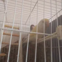 کوتوله|پرنده|مشهد, بهارستان|دیوار