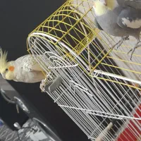 فروش یک جفت عروس هلندی