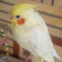 جوجه عروس هلندی|پرنده|تهران, والفجر (افسریه)|دیوار