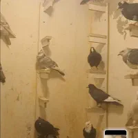 فروش کبوتر