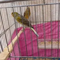 قناری سبز و شتری