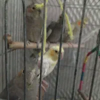 عروس هلندی
