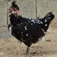مرغ و خروس گلین