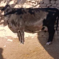 گاو شیری و ابستن|حیوانات مزرعه|ارژن, |دیوار