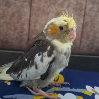 عروس یکماه نیم|پرنده|ماسال, |دیوار