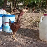 مرغ لاری|حیوانات مزرعه|سرایان, |دیوار