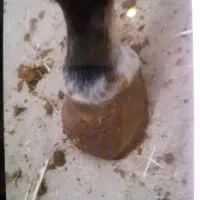 نعلبندی اسب|اسب و تجهیزات اسب‌سواری|بومهن, |دیوار