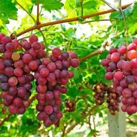 تهاتر-باغ-شهریار-تهران-با-گیلان