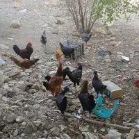 مرغ|حیوانات مزرعه|جم, |دیوار