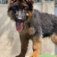 توله بلک و رنگی اصیل