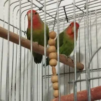 پرنده خانگی|پرنده|دماوند, دماوند|دیوار