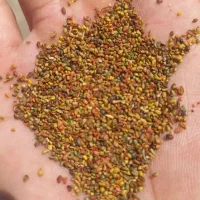 خرید وفروش بذر شبدر و یونجه|گل و گیاه طبیعی|مشهد, عیدگاه|دیوار