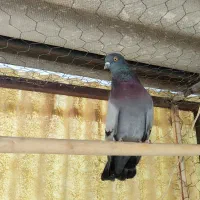 کفتر|پرنده|تهران, سیروس|دیوار