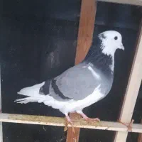 کبوترپرشی نر|پرنده|بندر ترکمن, |دیوار