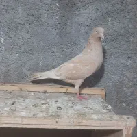 ماده زرد ذات کله ای معاوضه.امیدیه
