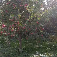 فروش سیب روی درخت