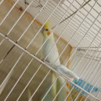 عروس هلندی درشت و کشیده نژاد کینگ